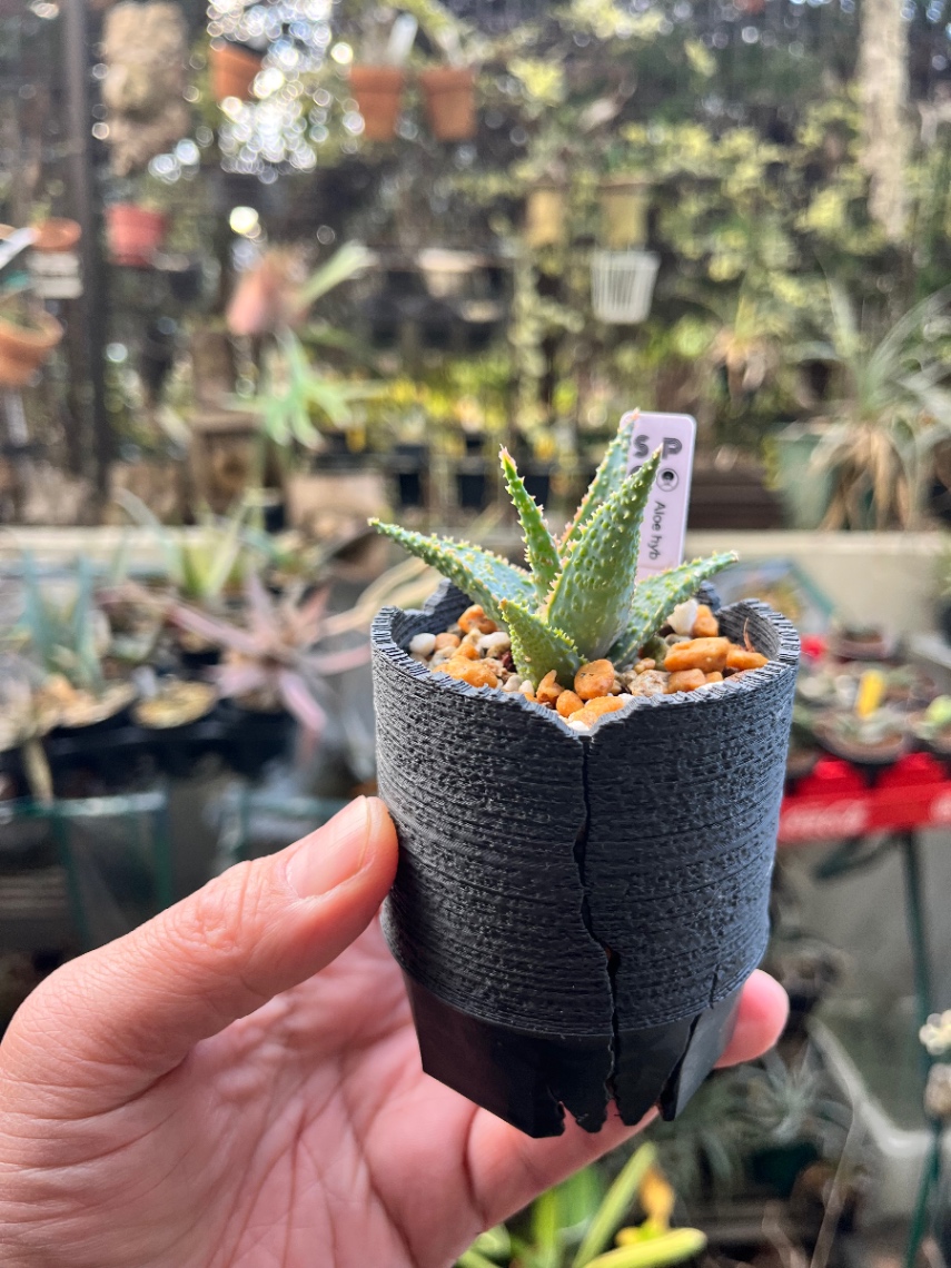 Aloe D.W. No.10 の画像