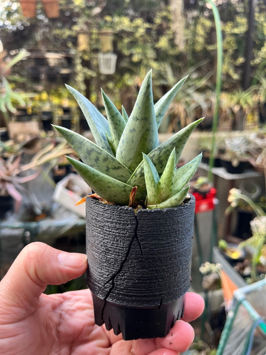 Aloe 'Yoru no Mai' の画像