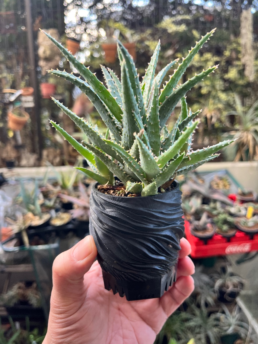 Aloe SBM21-1 の画像