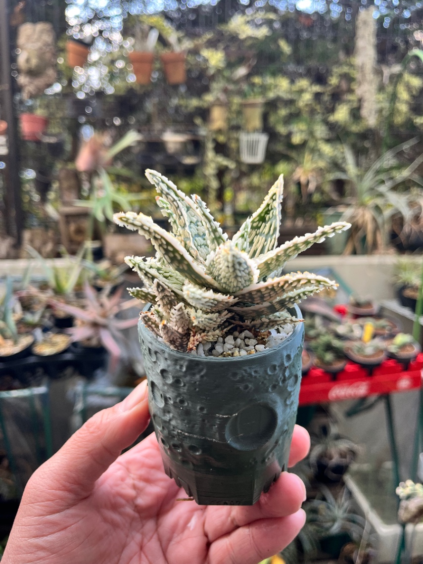 Aloe hyb. の画像