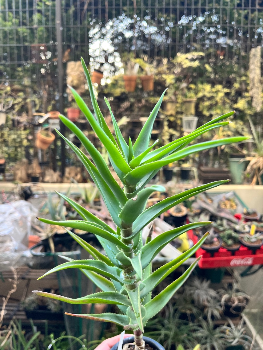 Aloe 'Delaetti' の画像