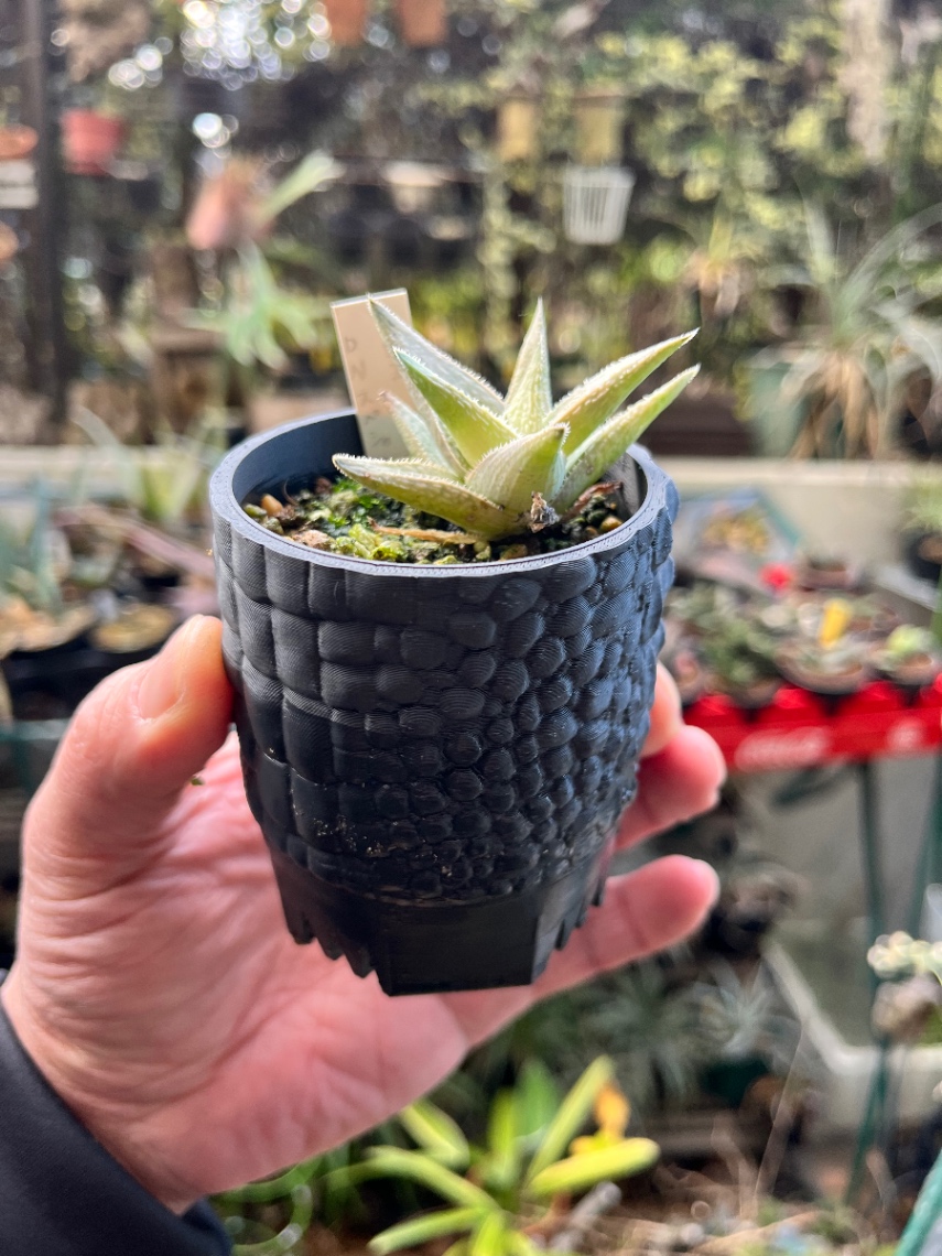 Aloe D.W.Premium White？ の画像