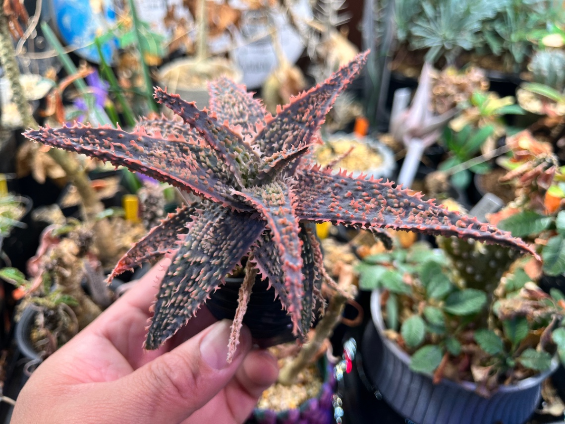 Aloe hybrid. の画像
