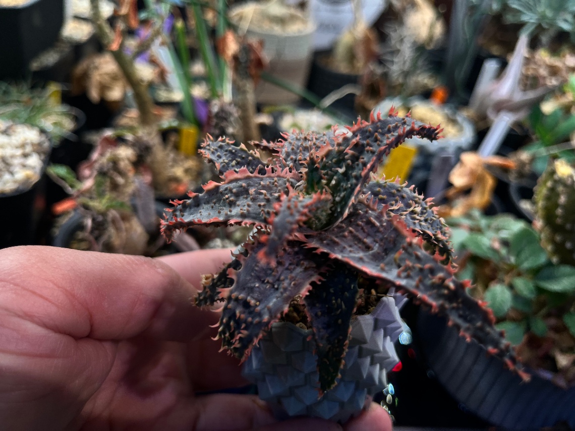 Aloe hybrid. の画像