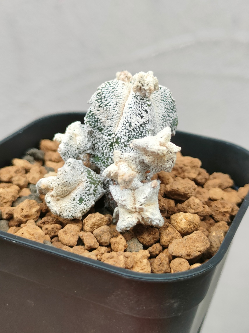 子吹くランポー の画像