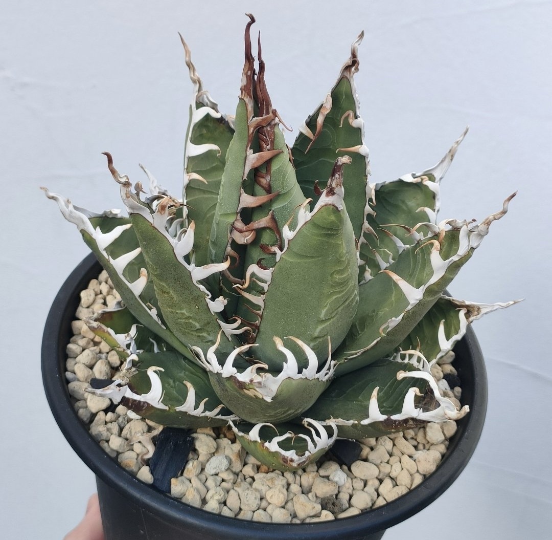 パープソラム実生の子株 の画像