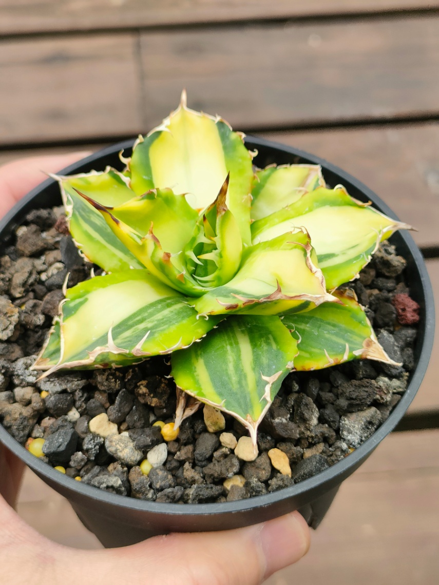 チタノタ三色縞斑 の画像