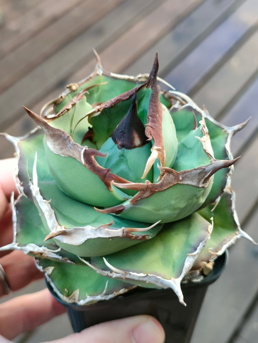 新潟特選特厚の子株 の画像