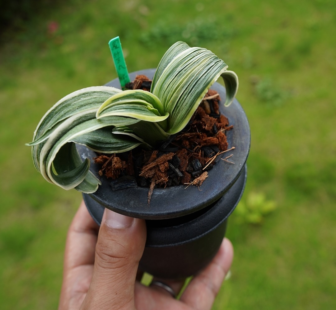 羅紗王丸 の画像