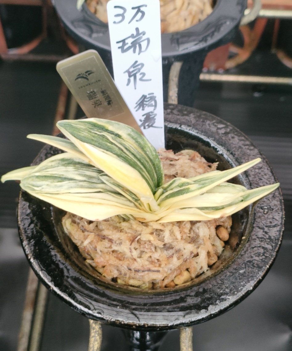 瑞泉 縞覆輪 の画像