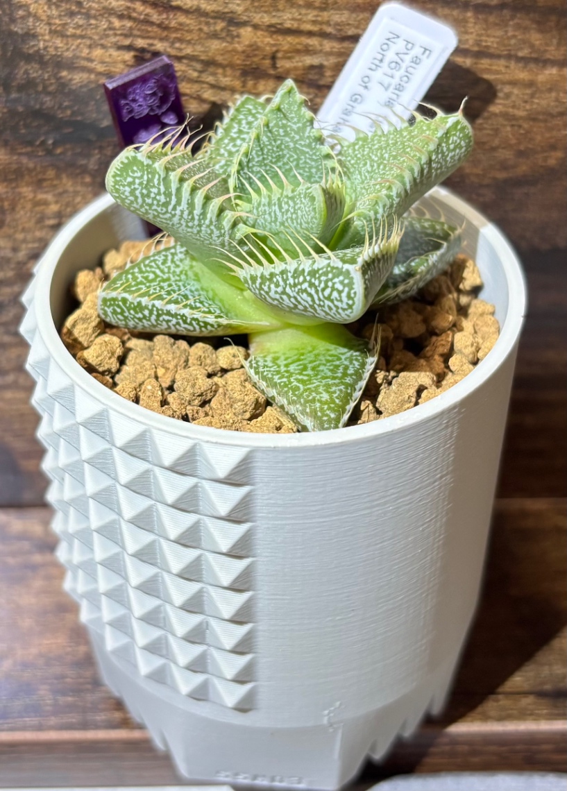 Faucaria tigrina PV617 in SSN03 の画像