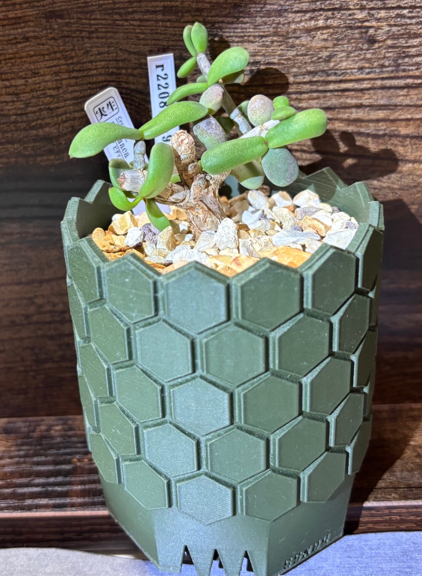 Ceraria pygmaea in SSN04 の画像