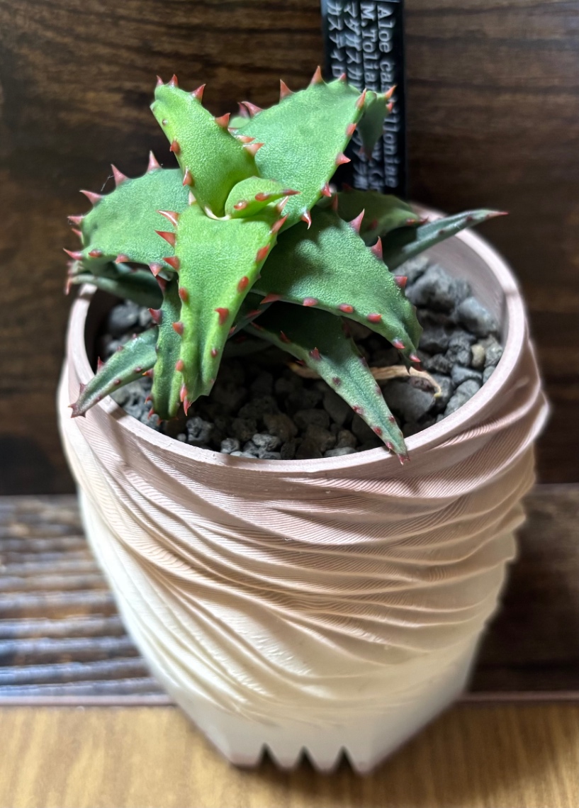 Aloe castilloniae in SSN22 の画像