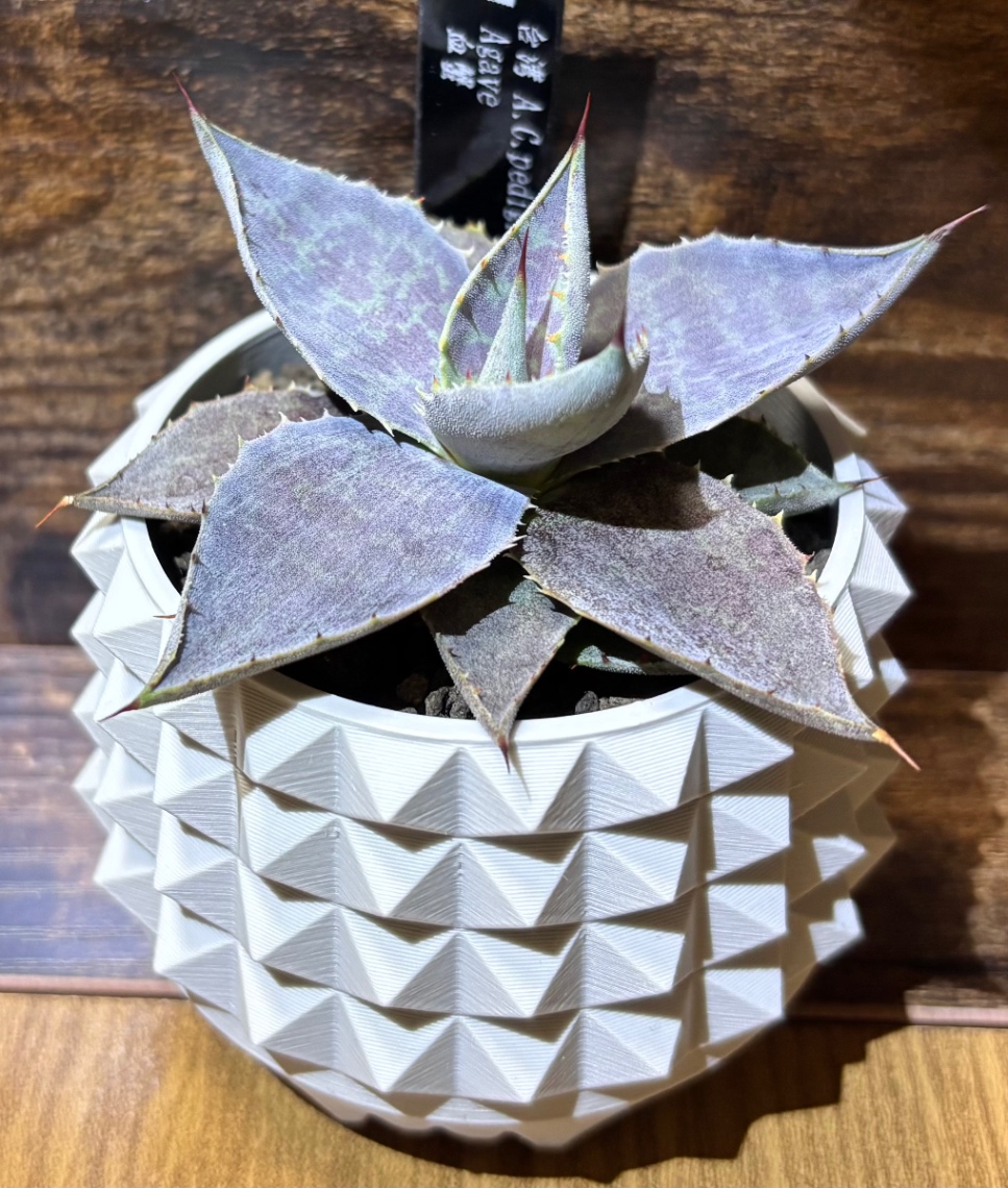 Agave '血蟹' in SSN12 の画像