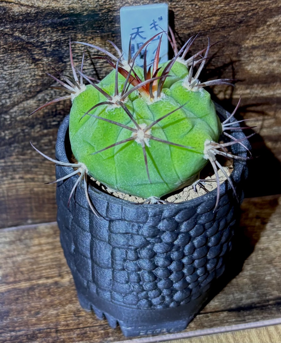 天賜玉 in SSN09 の画像