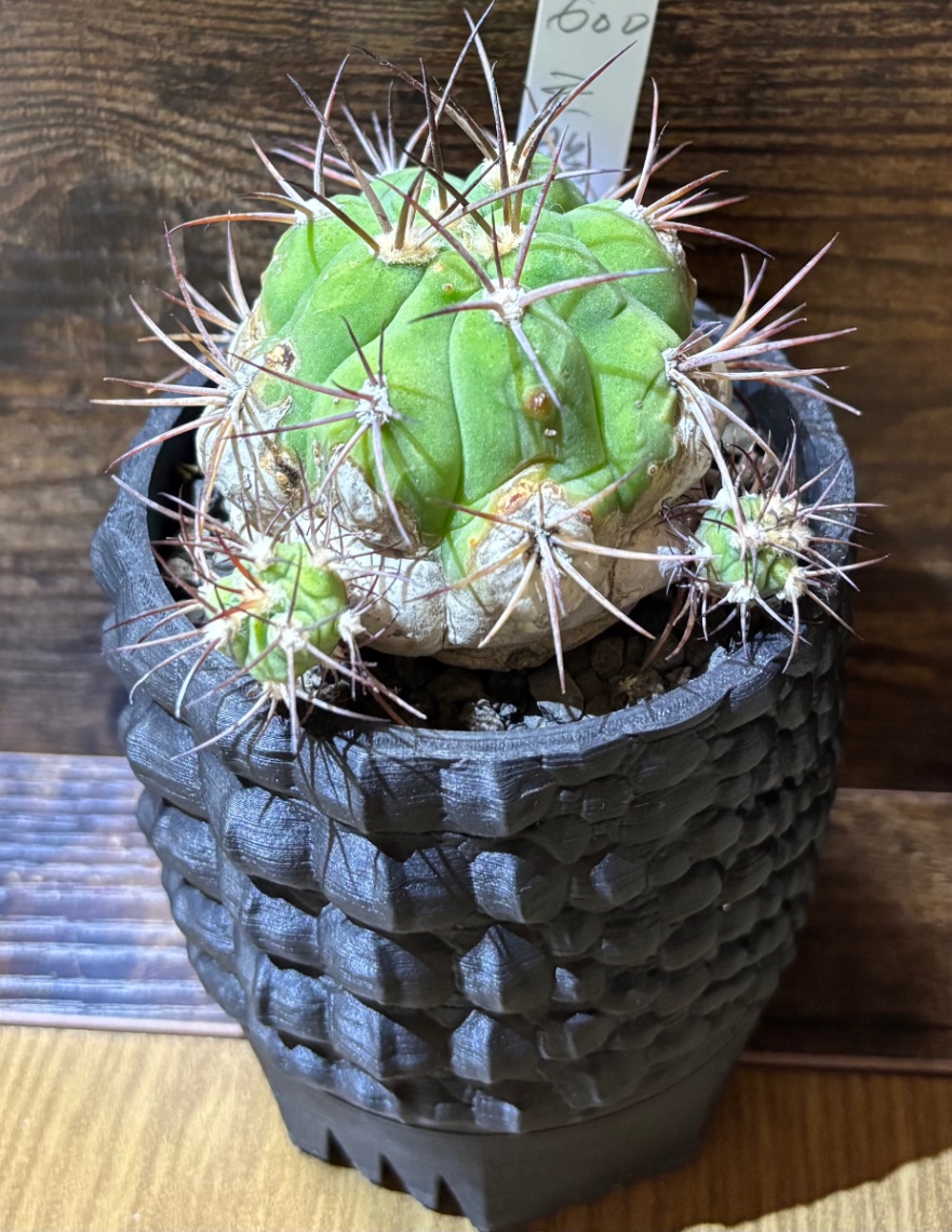 天賜玉 in SSN09 の画像