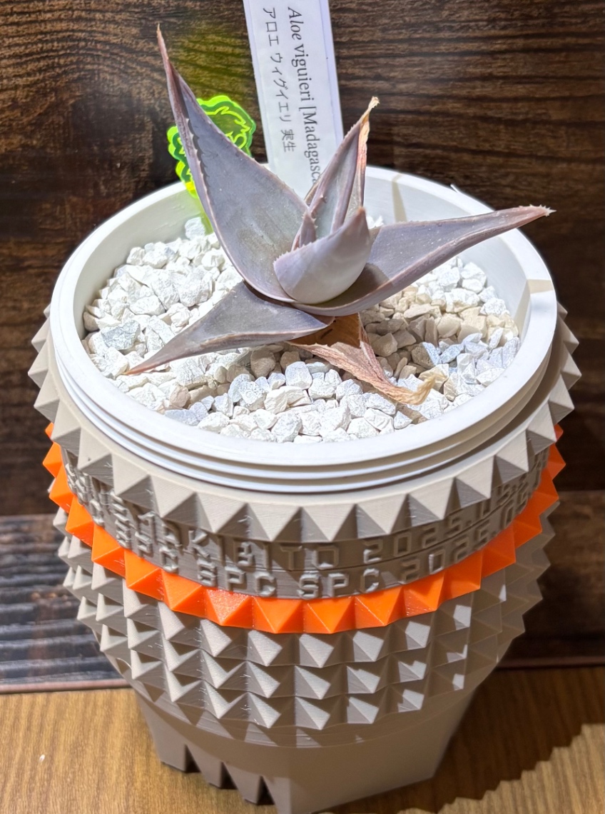 Aloe viguieri in SSN MOD の画像