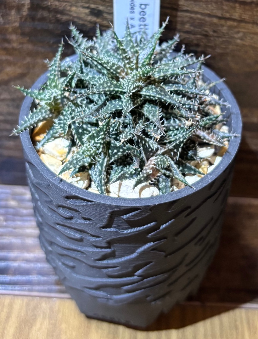 Aloe ‘beetle’ in SSN18 の画像