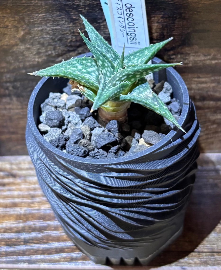 Aloe descoingsii in SSN22 の画像