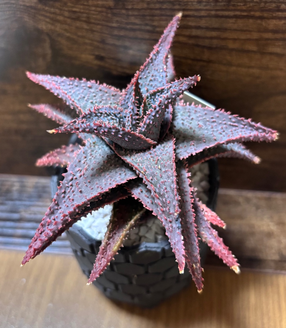 Aloe ‘Little Spikey’ in SSN04 の画像