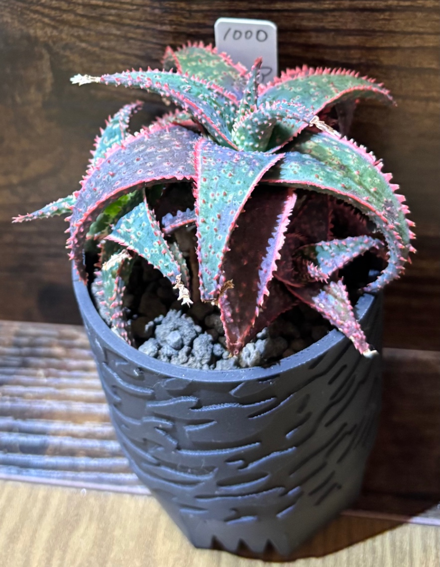 Aloe ‘Christmas Carol’ in SSN18 の画像