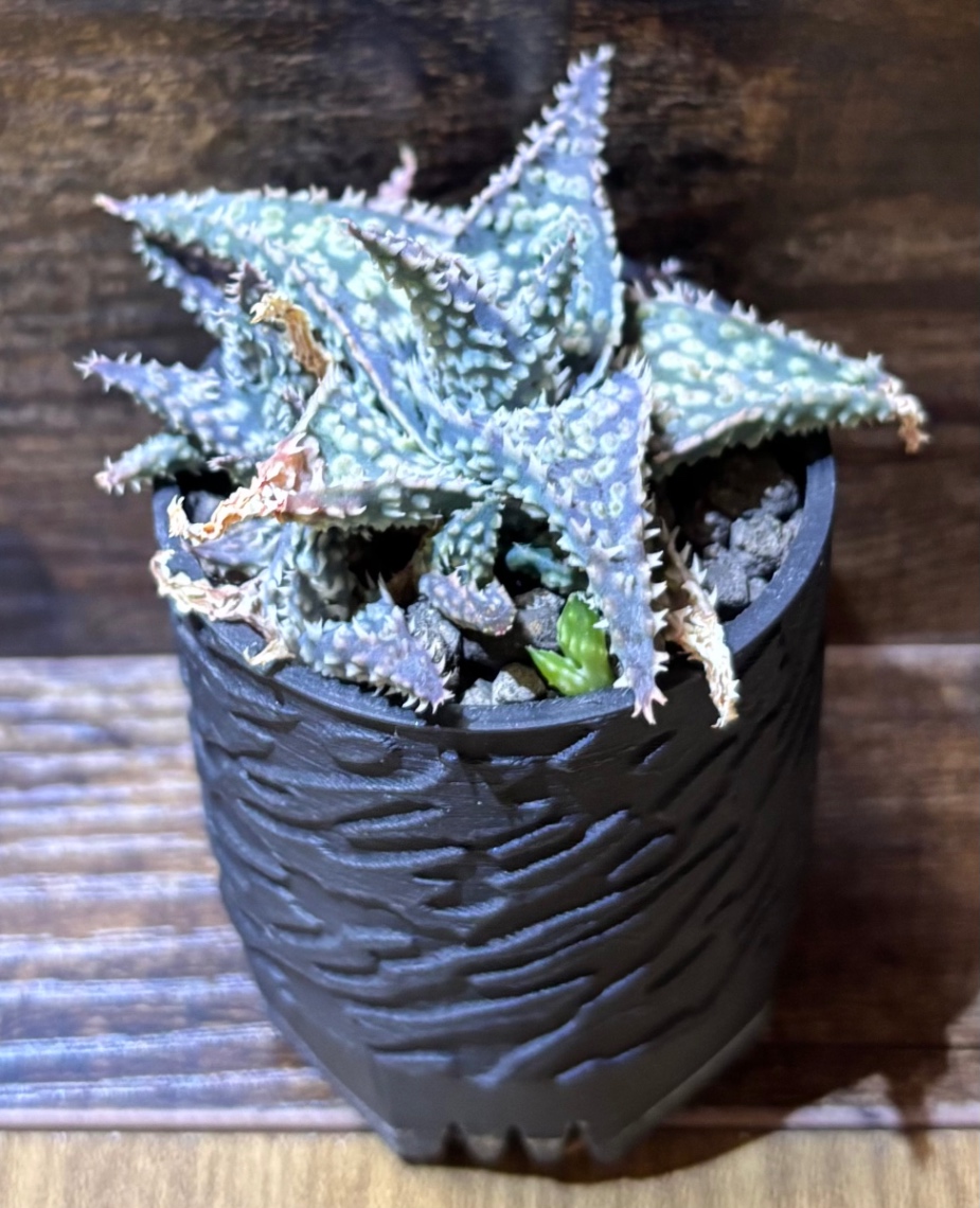 Aloe 'Godzilla' in SSN18 の画像