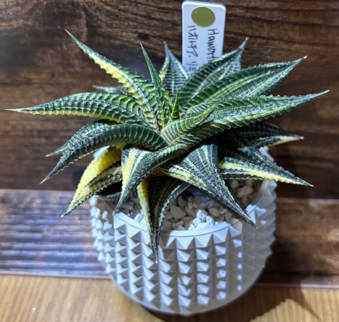 Haworthia(Haworthiopsis) limifolia variegata in SSN13 の画像