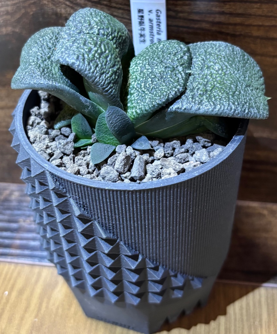 Gasteria nitida v.armstrongii in SSN06 の画像