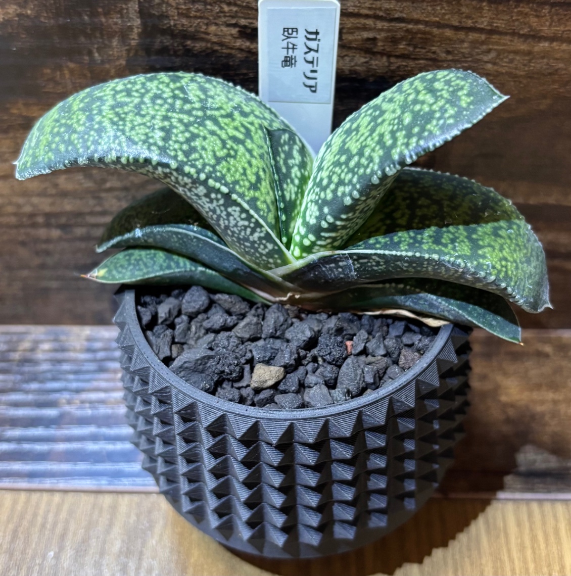 Gasteria ‘臥牛竜' in SSN 13 の画像