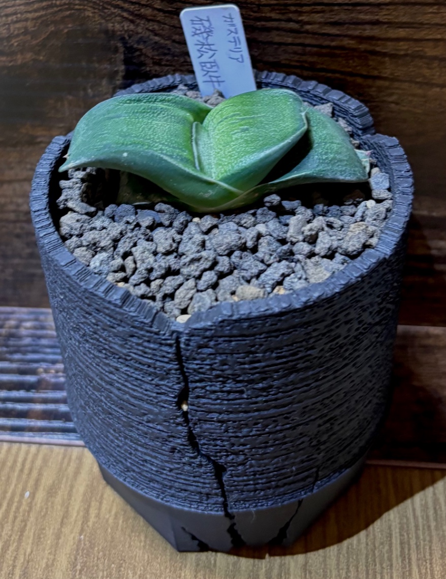 Gasteria nitida v.armstrongii in SSN SP01 の画像