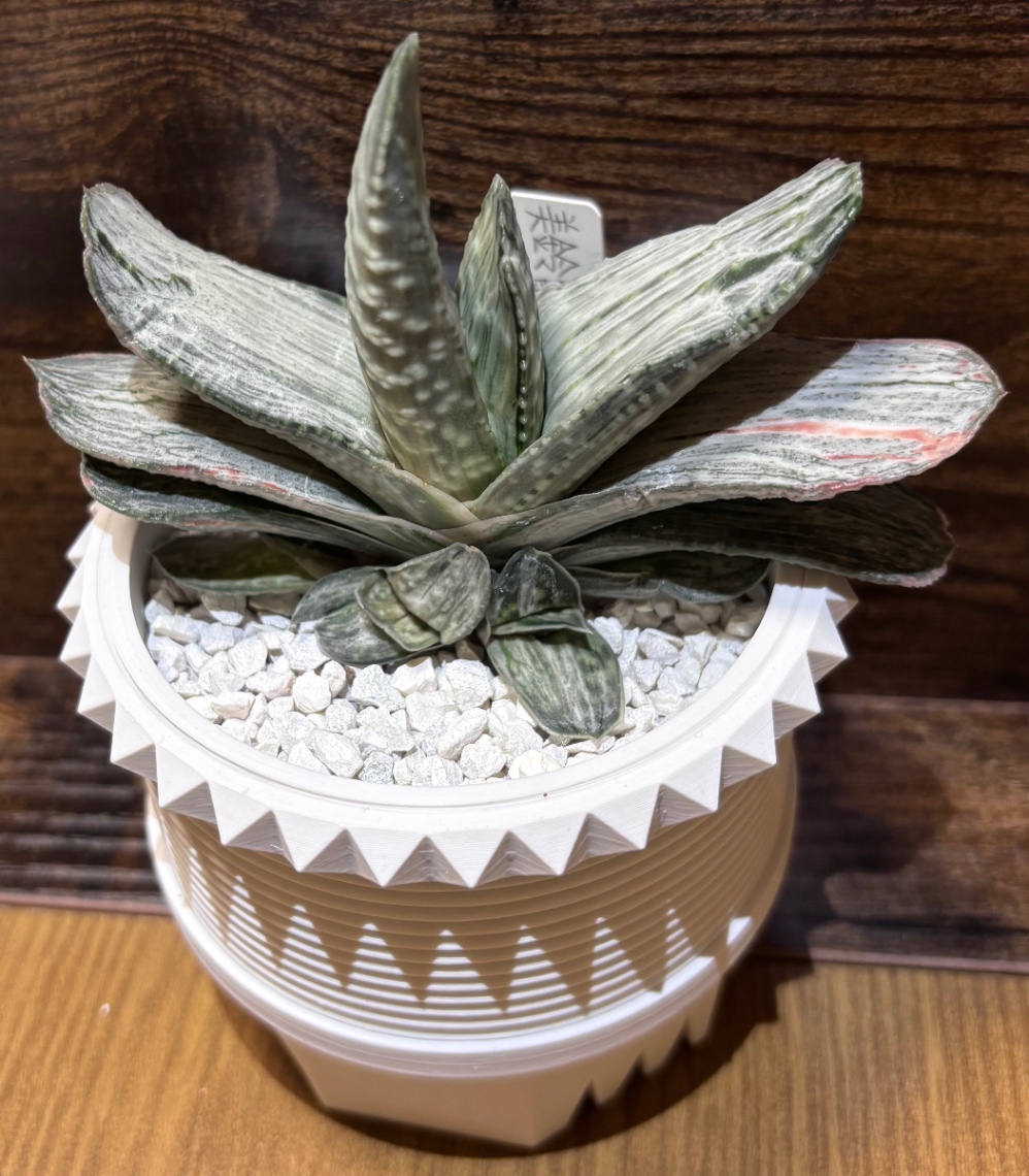 Gasteria ‘美鈴の富士' in SSN MOD の画像