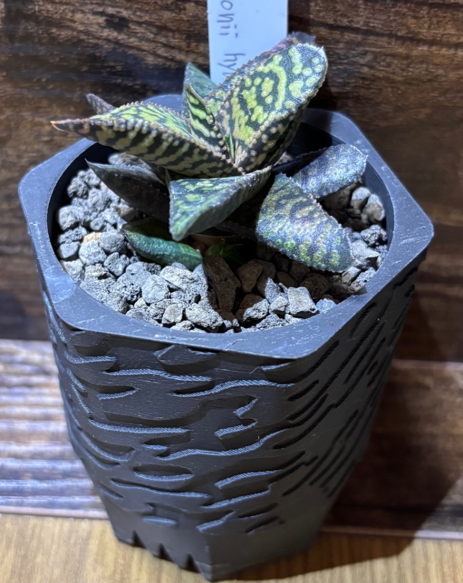 Gasteria rawrinsonii hyb. in SSN21 の画像