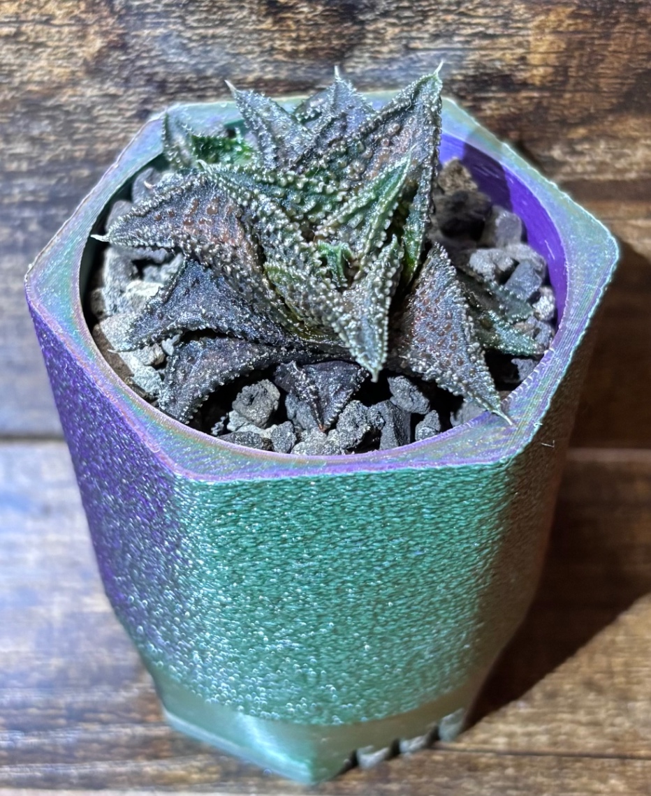 Haworthia(Haworthiopsis) '鬼瓦' in SSN20 の画像