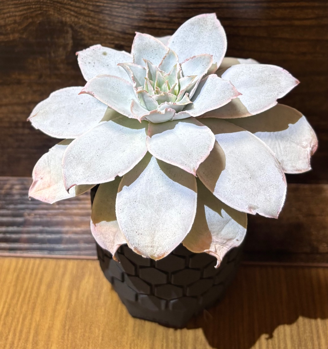 Echeveria cante in SSN04 の画像