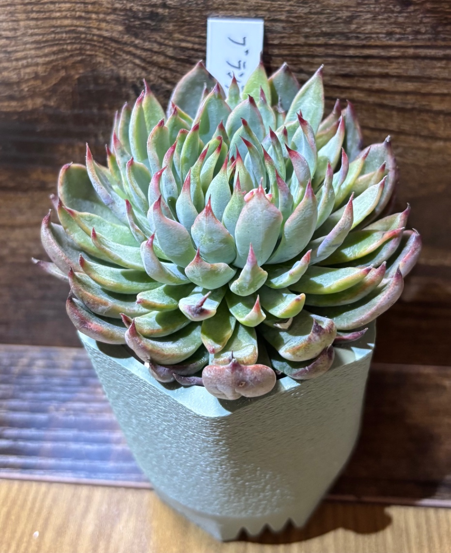 Echeveria hyb. in SSN20 の画像