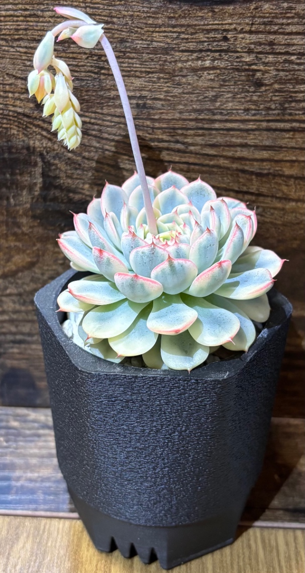 Echeveria 'Blue minima' variegata in SSN20 の画像