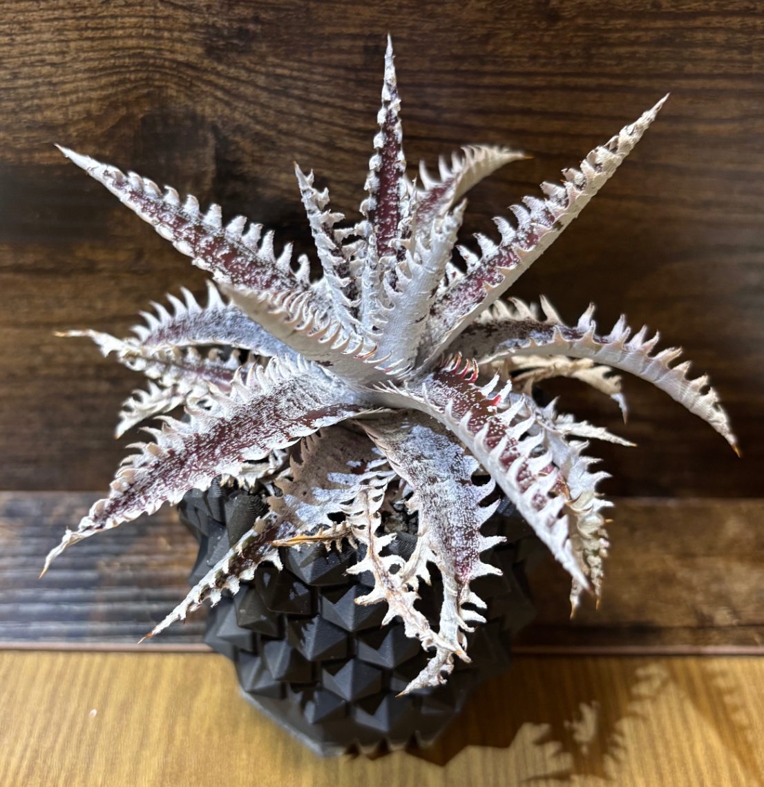 Dyckia ‘All Star’ in SSN16 の画像