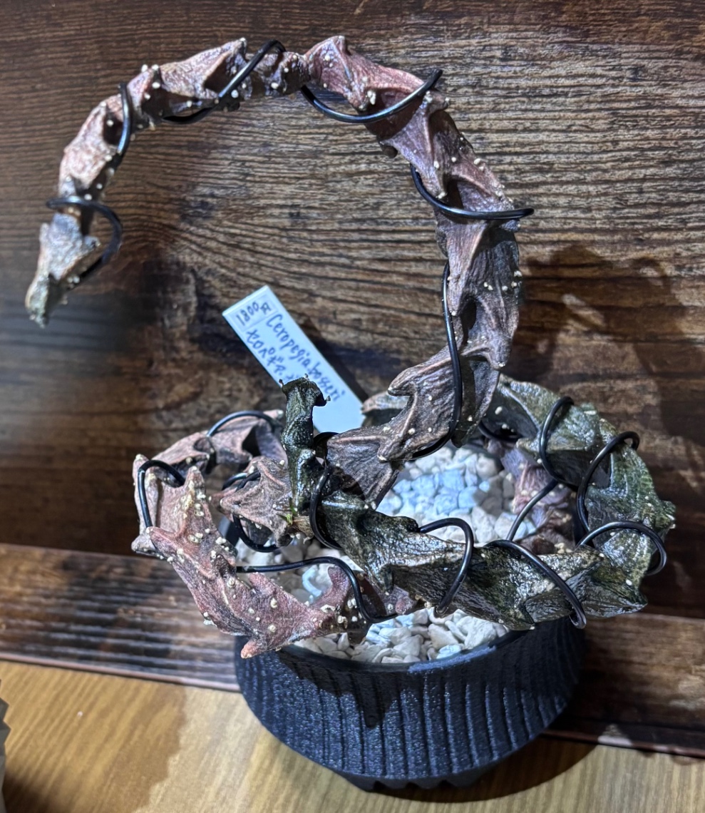 Ceropegia bosseri in SSN17 の画像