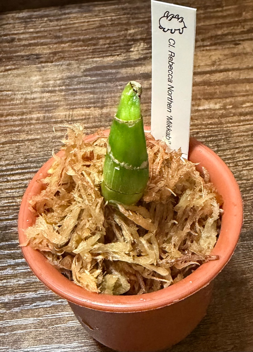 2026/05/24 の画像