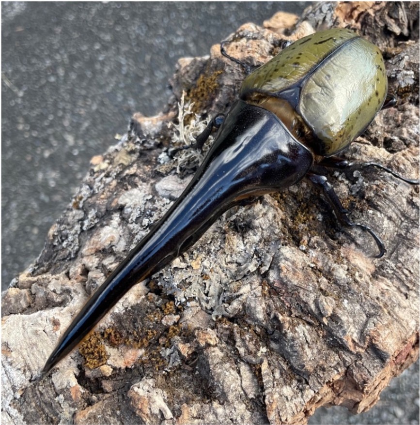 血統名Escanor　種♂172㎜　CBF1　2024/8/15 羽化 の画像