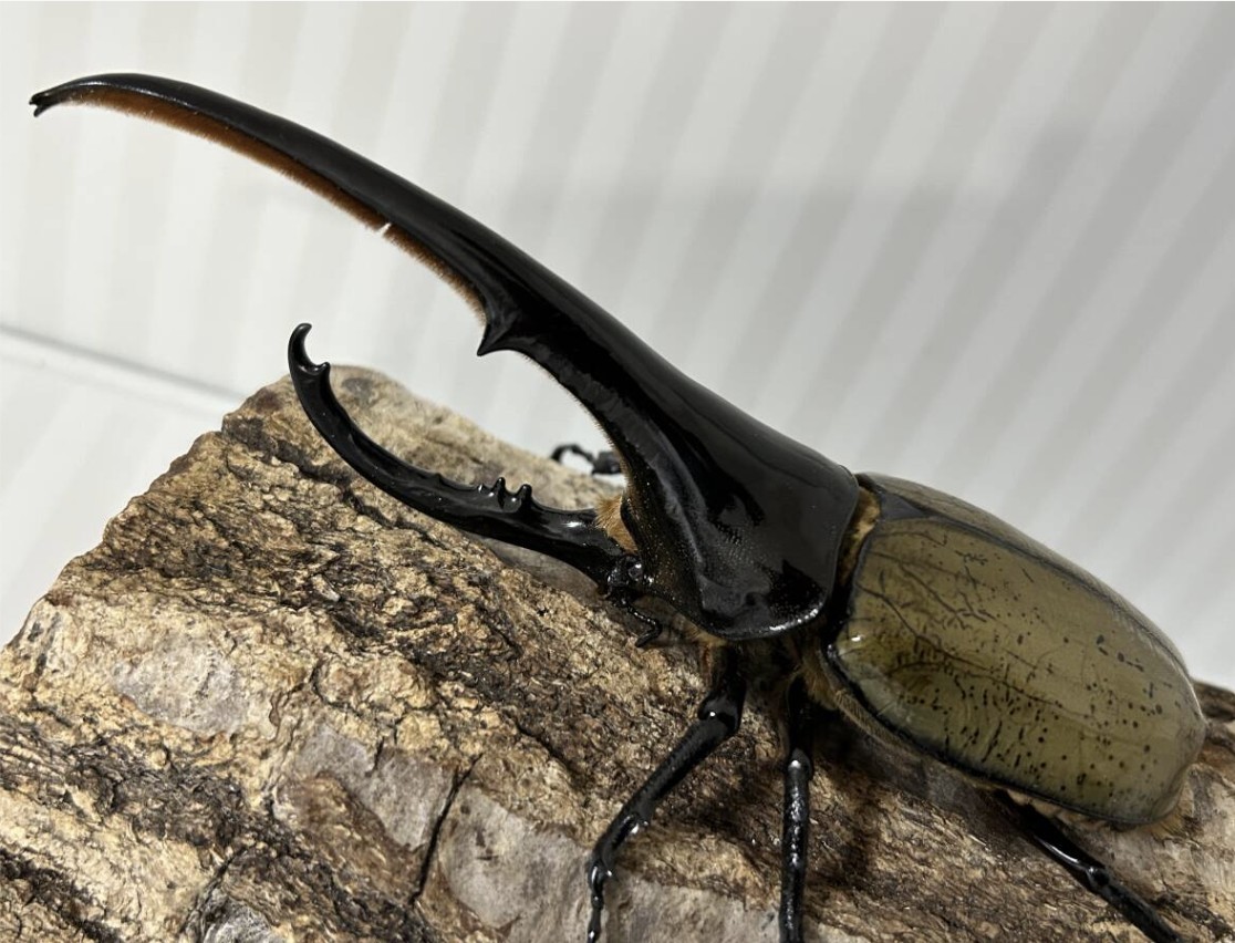 血統名Joe 170 1st　種親♂159.5㎜　CBF1 の画像