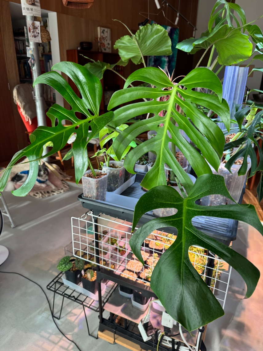 植え替え の画像