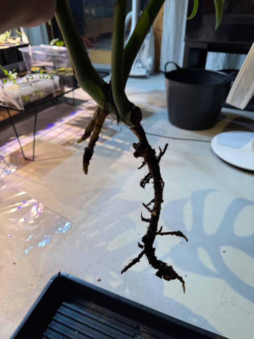 根の状況 の画像