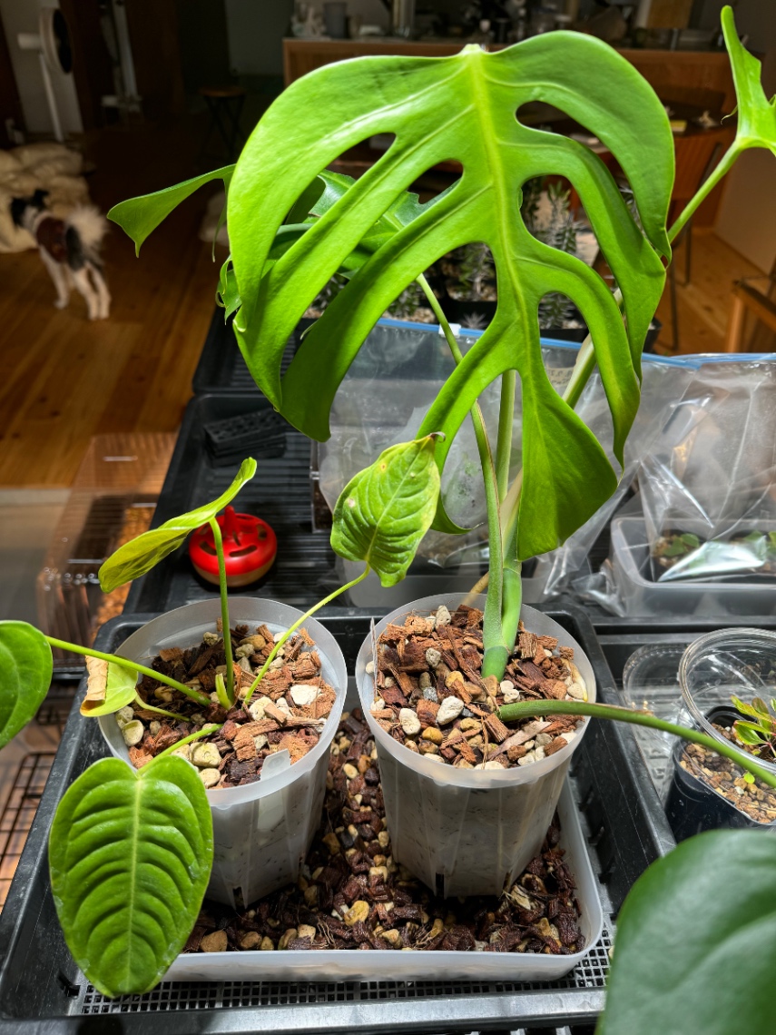 植え替え の画像