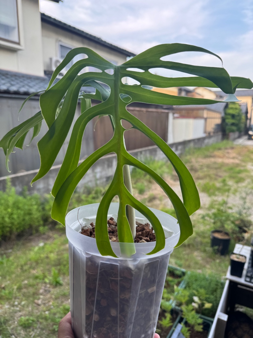 トップカット の画像