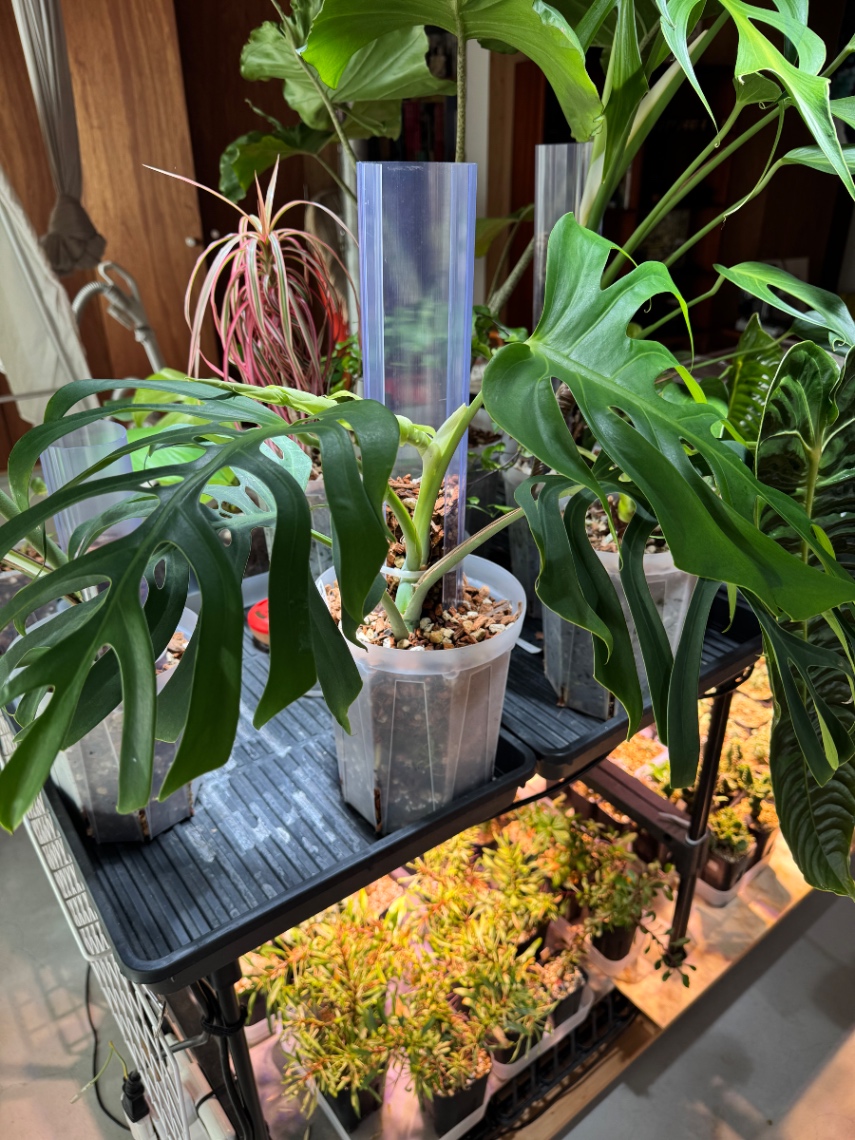 植え替え の画像