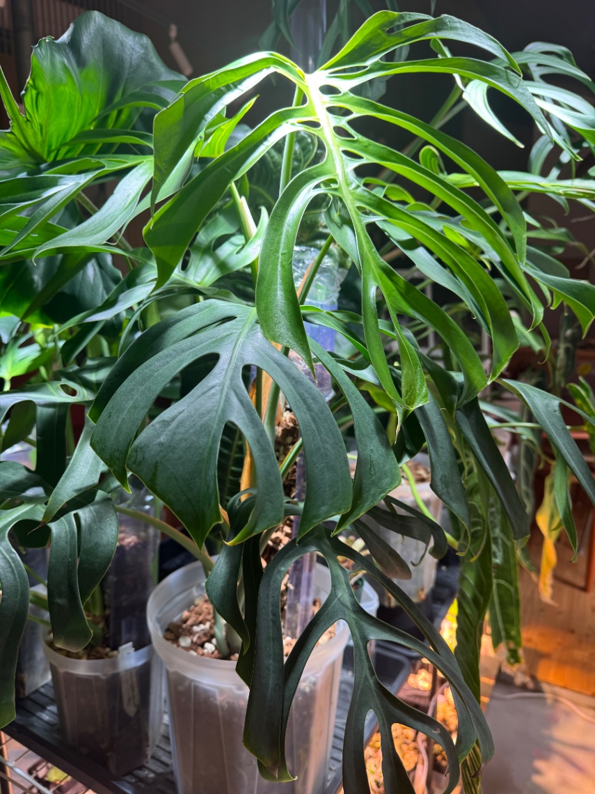 20260424_1 の画像