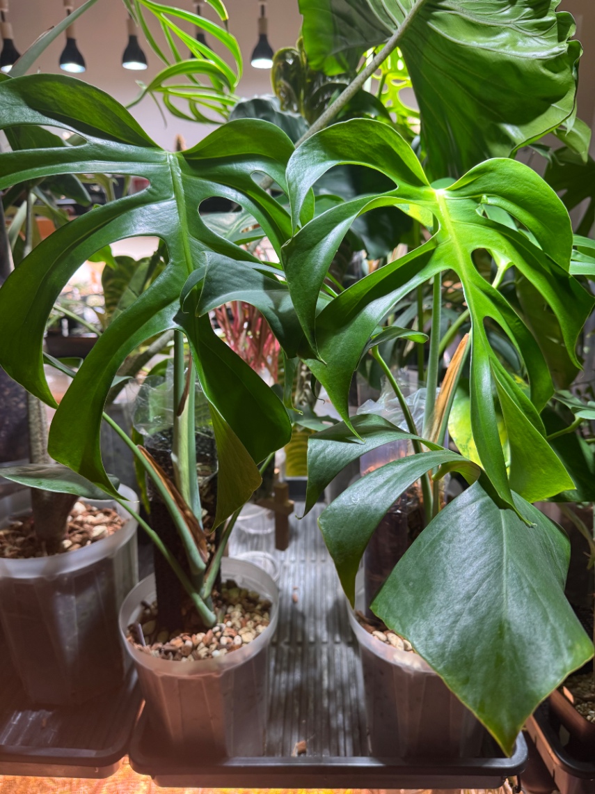 20260424_2 の画像