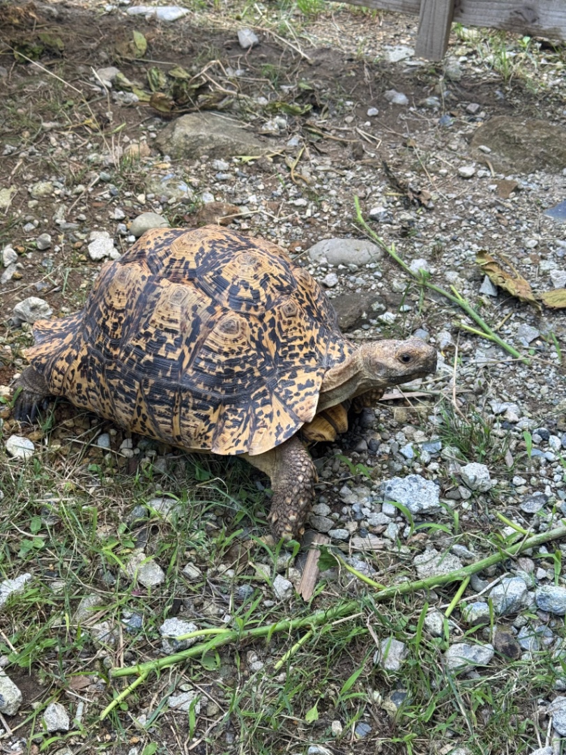 カシオペイア の画像