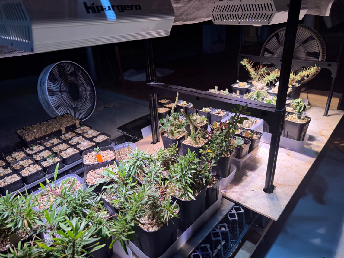 実生たち の画像